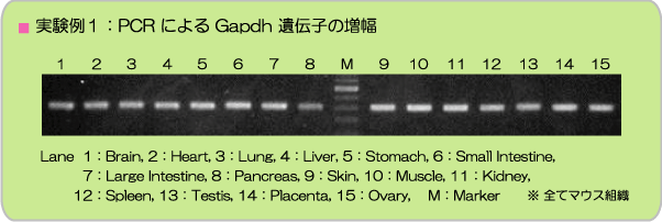 実験例１：PCRによるGapdh遺伝子の増幅