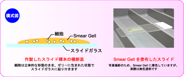 SmearGellの特長