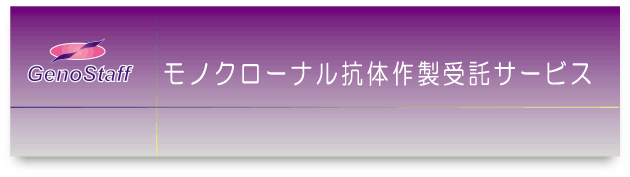 モノクローナル抗体作製