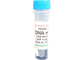 1st strand cDNA