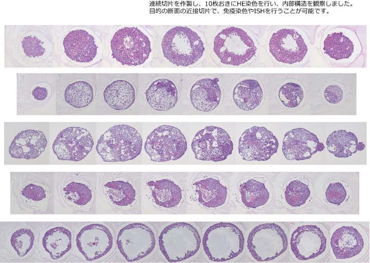 3D培養細胞の染色例01