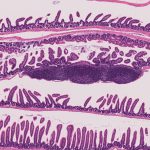 マウス腸管ロール