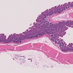 マウス腸管ロール