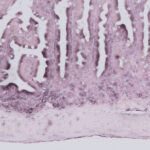 コモンマーモセット 腸管