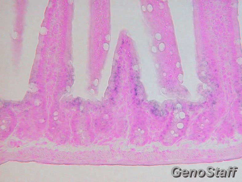 8週齢 小腸